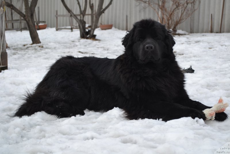 Фото: ньюфаундленд Talisman Morya Magiya Voln (Талисман Моря Магия Волн)