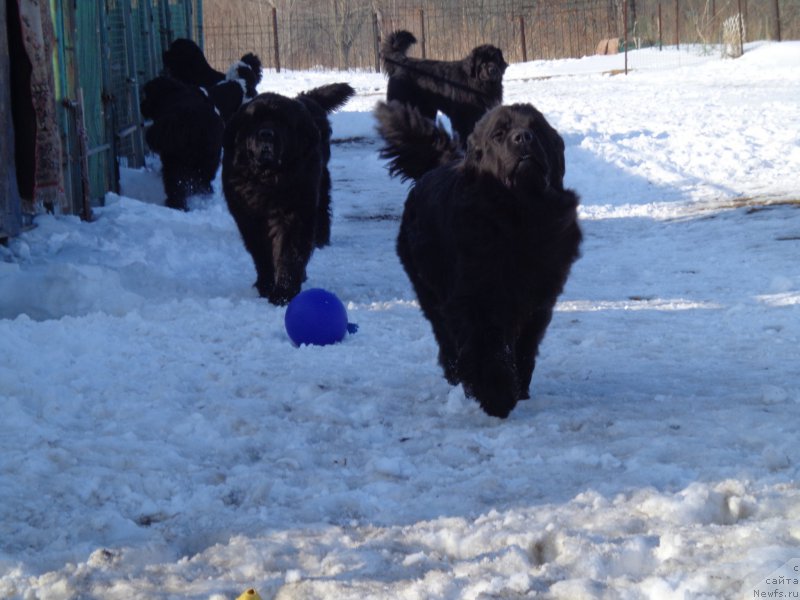 Фото: ньюфаундленд Super Premium Nemessis (Супер Премиум Немессис), и коллектив