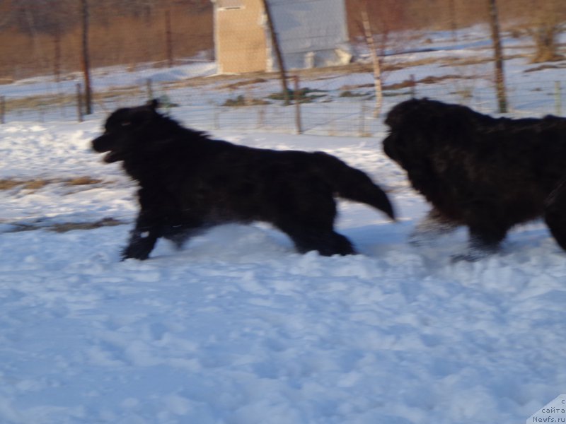 Фото: ньюфаундленд Super Premium Liniel Daylirring (Супер Премиум Линиэль Дайлиррин), Виннер и Ко))