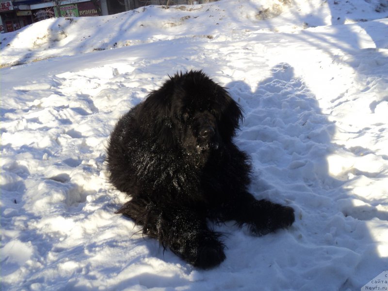 Фото: ньюфаундленд Divnaya Noch' iz Tihogo Omuta (Дивная Ночь из Тихого Омута)