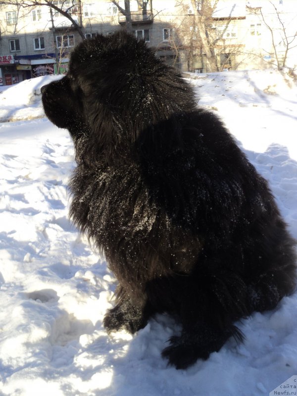 Фотография № 176297