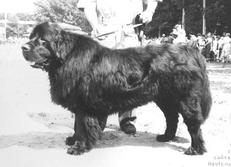 Фото: ньюфаундленд Cezor Sult Nik (Цезор Султ Ник)