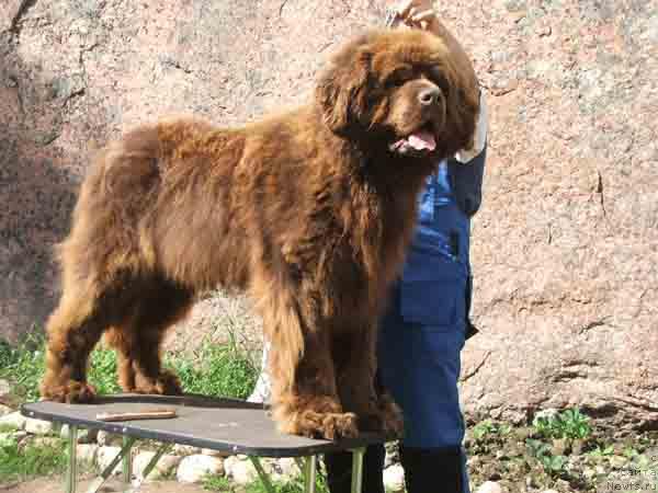 Фото: ньюфаундленд Thekgendeg Chian Corva (Thekgendeg Chian Corva)