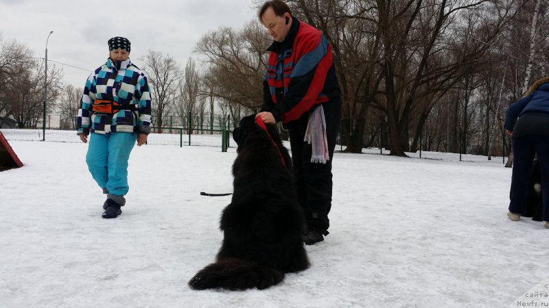 Фото: Леонид, ньюфаундленд Sent Djons Larel Leolanda (Сент Джонс Ларель Леоланда)