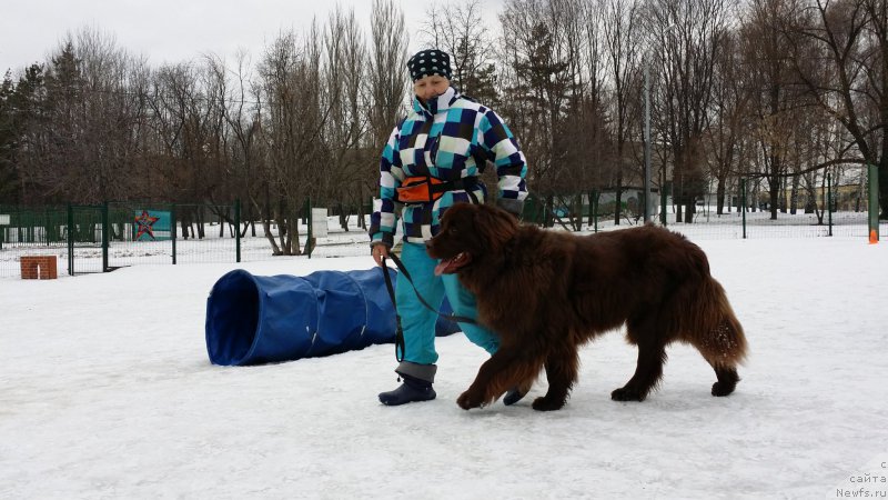 Фото: Natal'ya Smazchikova (Наталья Смазчикова), ньюфаундленд Feerichnaja Fortunatussi s Berega Dona (Фееричная Фортунатусси с Берега Дона)