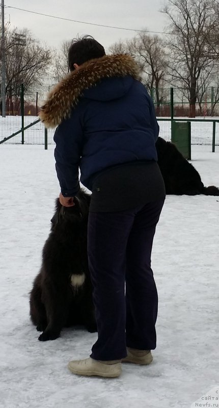 Фото: Elena Bogdanova (Елена Богданова), ньюфаундленд Angel Khranitel Gruffidd (Ангел Хранитель Граффидд)