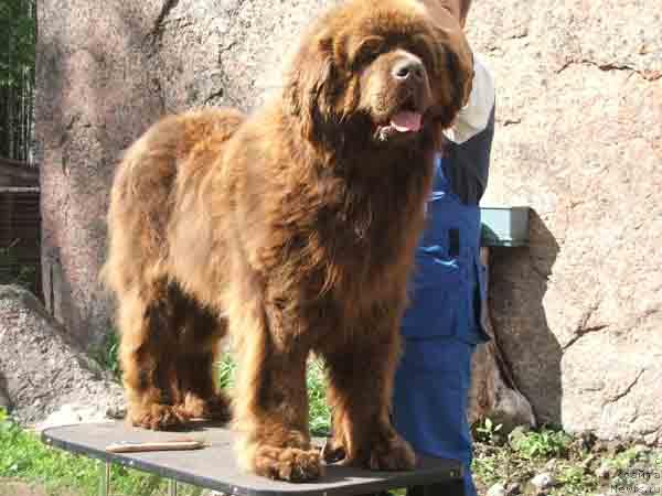 Фотография № 17631