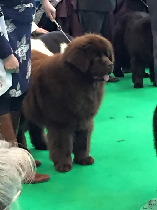 Фото: Nepenthe, дочь, ньюфаундленд Hello I am Czar s Berega Dona (Хелло Ай Эм Царь с Берега Дона)