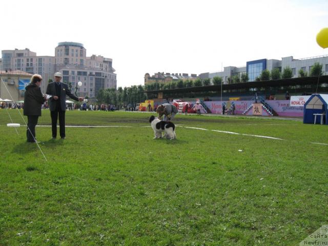 Фото: ньюфаундленд Don't Worry Be Happy de L'Etoile de Cyrice