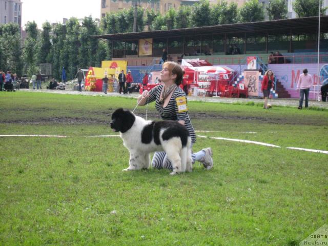 Фото: ньюфаундленд Don't Worry Be Happy de L'Etoile de Cyrice