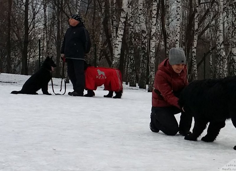 Фото: Aleksandr Burmistrov (Александр Бурмистров), ньюфаундленд Belkonder-Club Ugli-Boogli (Белкондер-Клаб Угли-Бугли), Larisa Kutina (Лариса Кутина), Бэк