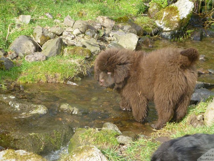 Фото: ньюфаундленд Gvardeec s Berega Dona (Гвардеец с Берега Дона)