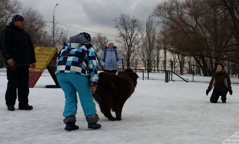 Фото: Aleksandr Burmistrov (Александр Бурмистров), Natal'ya Smazchikova (Наталья Смазчикова), ньюфаундленд Feerichnaja Fortunatussi s Berega Dona (Фееричная Фортунатусси с Берега Дона), Aleksandra Fetisova (Александра Фетисова)