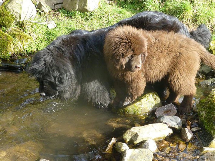 Фото: ньюфаундленд Gvardeec s Berega Dona (Гвардеец с Берега Дона)