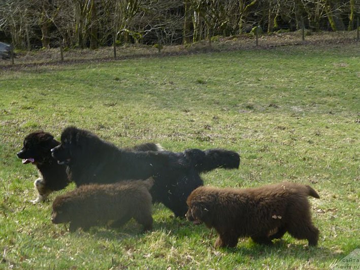 Фото: ньюфаундленд Gvardeec s Berega Dona (Гвардеец с Берега Дона)