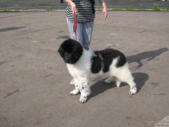 Фото: ньюфаундленд Don't Worry Be Happy de L'Etoile de Cyrice