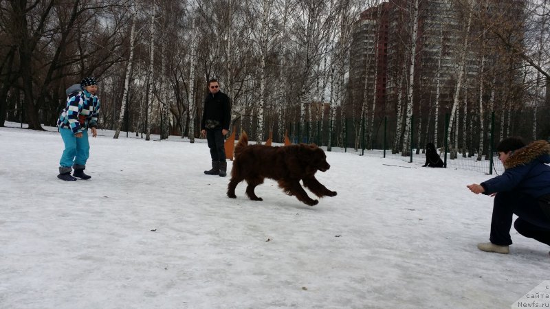 Фото: Natal'ya Smazchikova (Наталья Смазчикова), ньюфаундленд Feerichnaja Fortunatussi s Berega Dona (Фееричная Фортунатусси с Берега Дона), Elena Bogdanova (Елена Богданова)