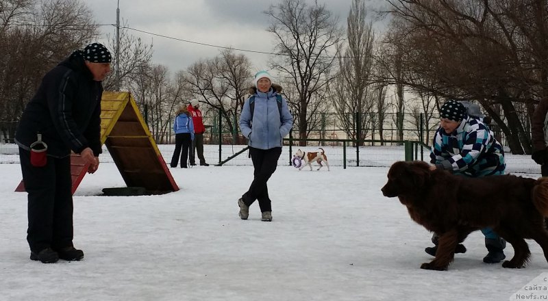 Фото: Aleksandr Burmistrov (Александр Бурмистров), ньюфаундленд Feerichnaja Fortunatussi s Berega Dona (Фееричная Фортунатусси с Берега Дона), Natal'ya Smazchikova (Наталья Смазчикова)