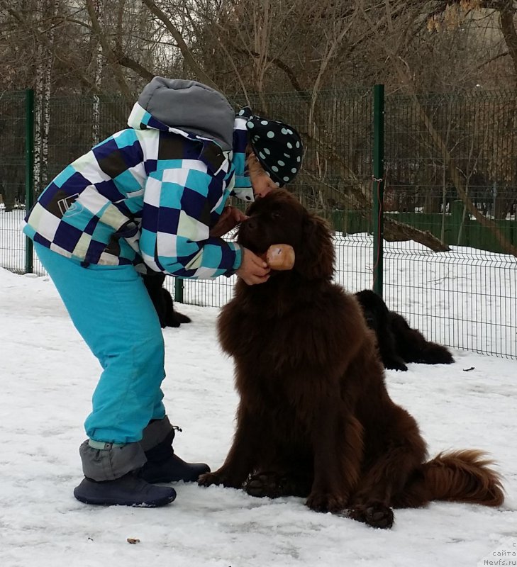 Фото: Natal'ya Smazchikova (Наталья Смазчикова), ньюфаундленд Feerichnaja Fortunatussi s Berega Dona (Фееричная Фортунатусси с Берега Дона)