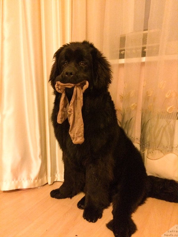 Фото: ньюфаундленд Hilda Fulfillment of Dreams Black Legend (Хилда Фулфилмент оф Дреамс Блак Легенд)