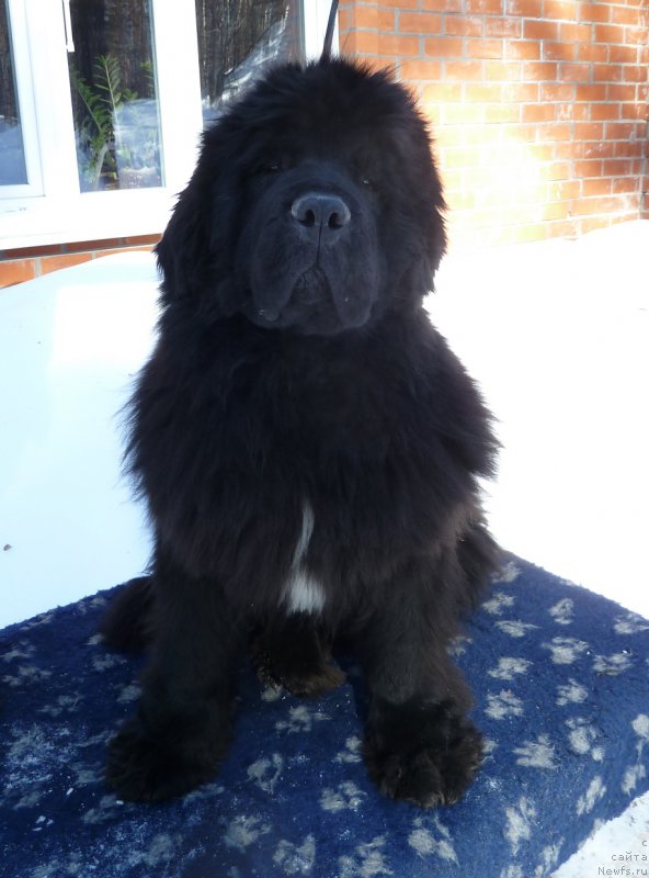 Фото: ньюфаундленд Newettas Ice Princess Of Denmark