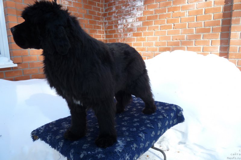 Фото: ньюфаундленд Newettas Ice Princess Of Denmark