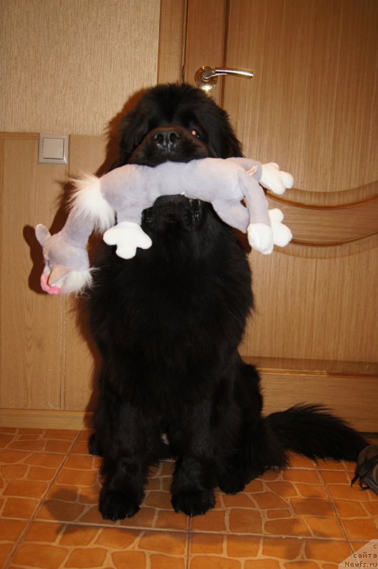 Фотография № 176380