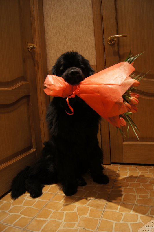 Фотография № 176383