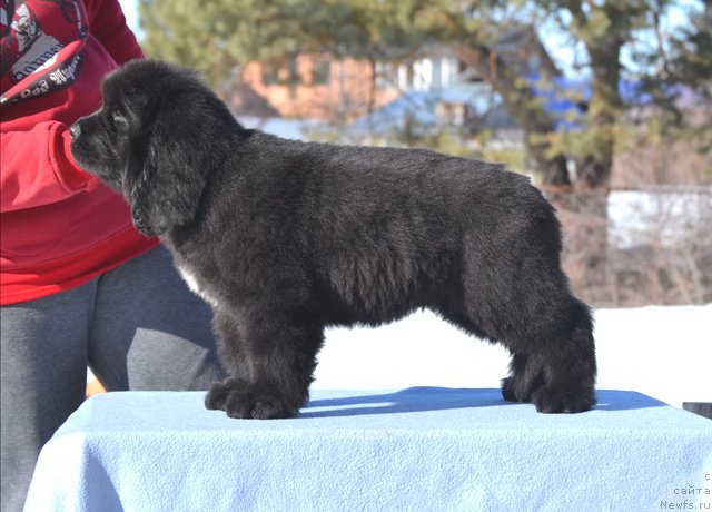 Фотография № 176388