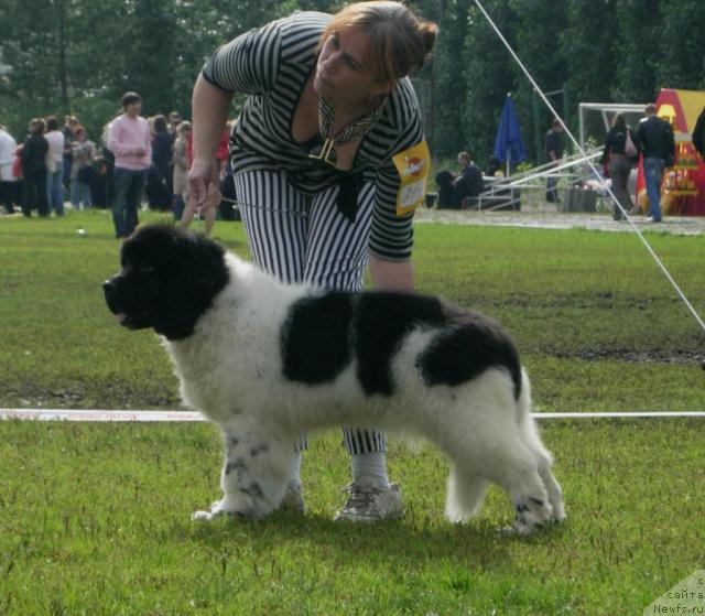 Фото: ньюфаундленд Don't Worry Be Happy de L'Etoile de Cyrice