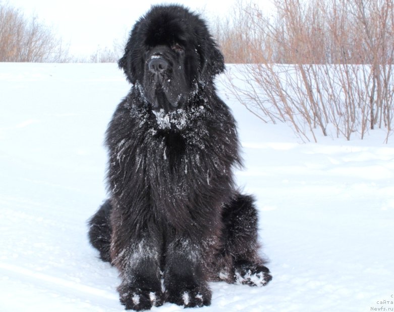 Фото: ньюфаундленд King of Helluland You Shock Me