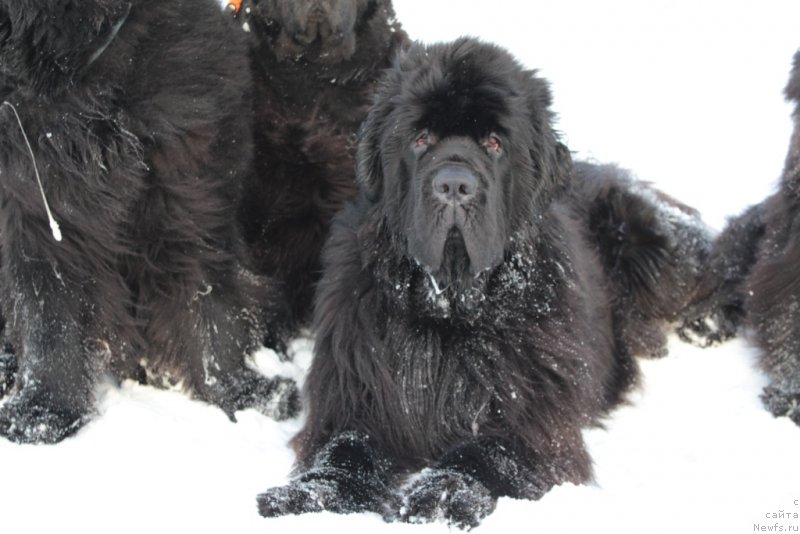 Фотография № 176395