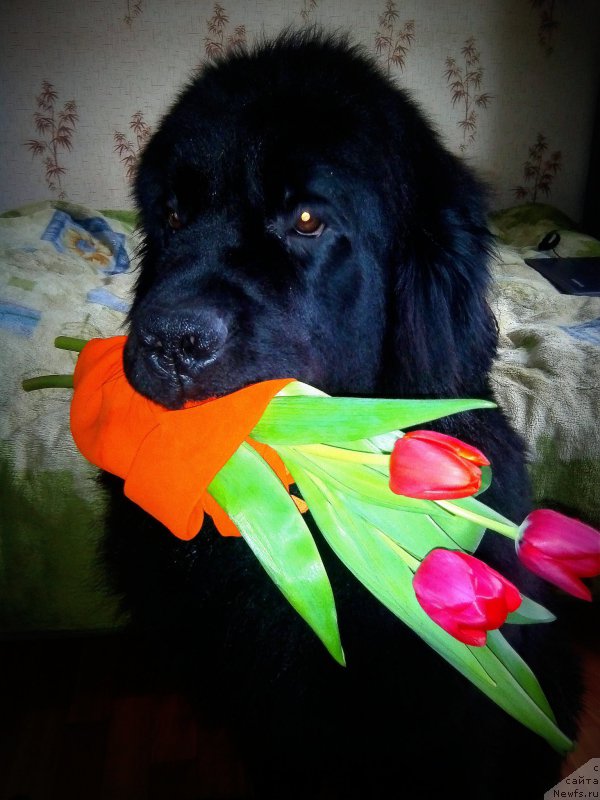 Фотография № 176397