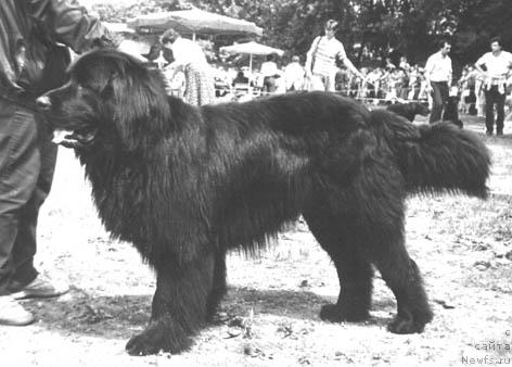 Фото: ньюфаундленд Cezar' Sult Nik (Цезарь Султ Ник)