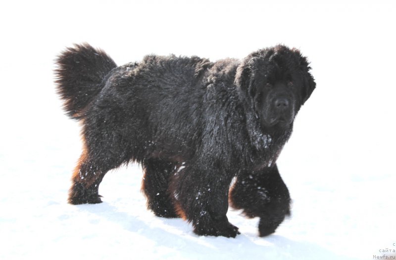 Фотография № 176400