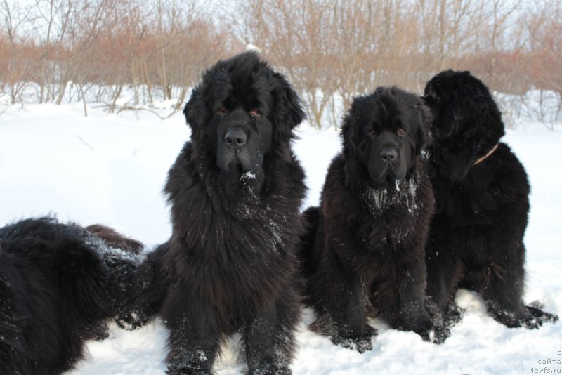 Фотография № 176401