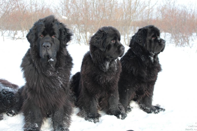 Фотография № 176402