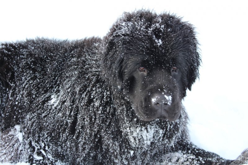 Фотография № 176403