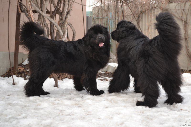 Фото: ньюфаундленд Talisman Morya Mishel' (Талисман Моря Мишель), ньюфаундленд I'm Little Princess Midnight Bear