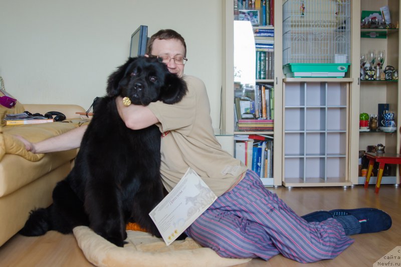 Фото: ньюфаундленд Hilda Fulfillment of Dreams Black Legend (Хилда Фулфилмент оф Дреамс Блак Легенд)