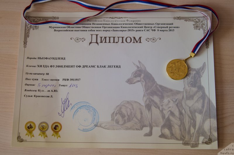 Фото: ньюфаундленд Hilda Fulfillment of Dreams Black Legend (Хилда Фулфилмент оф Дреамс Блак Легенд)
