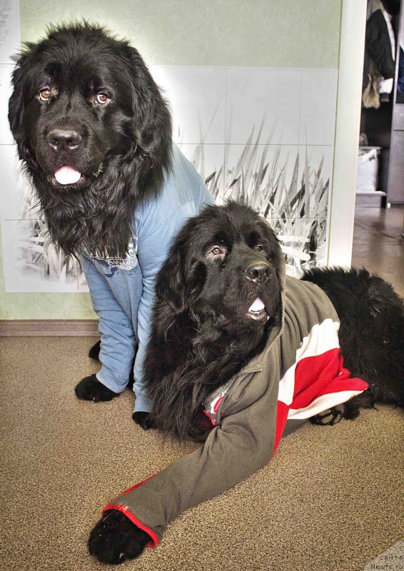 Фотография № 176432