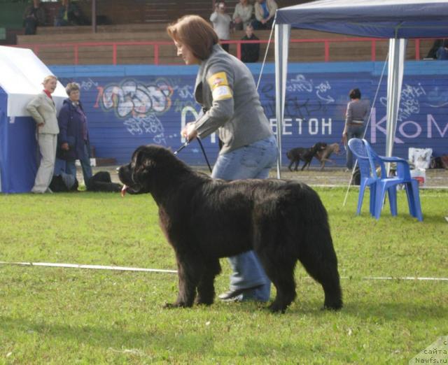 Фото: ньюфаундленд Begushaya po Volnam Vam I Ne Snilos (Бегущая по Волнам Вам и не Снилось)