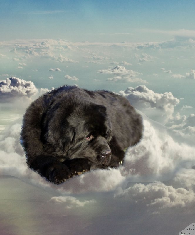 Фото: ньюфаундленд Thickish Newfoundland Monnalisadellagioconda