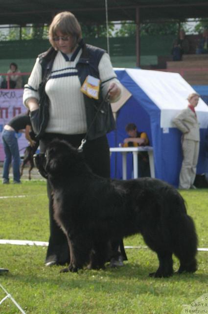 Фото: ньюфаундленд Smigar Shalovlivy Medved (Смигар Шаловливый Медведь)