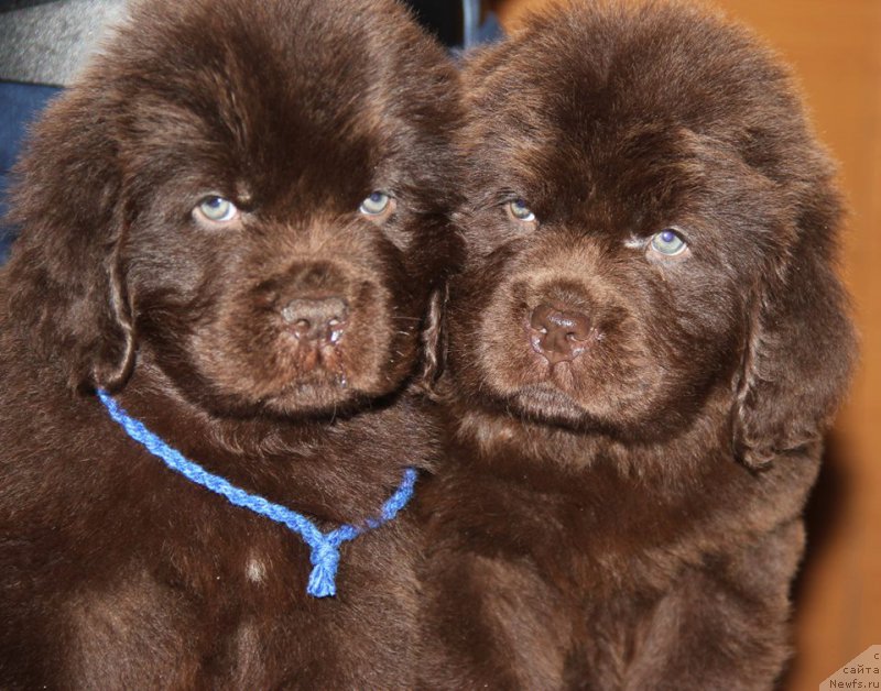 Фото: Сыновья, ньюфаундленд N'yufort Uitni Tradiciya Legendyi (Ньюфорт Уитни Традиция Легенды)