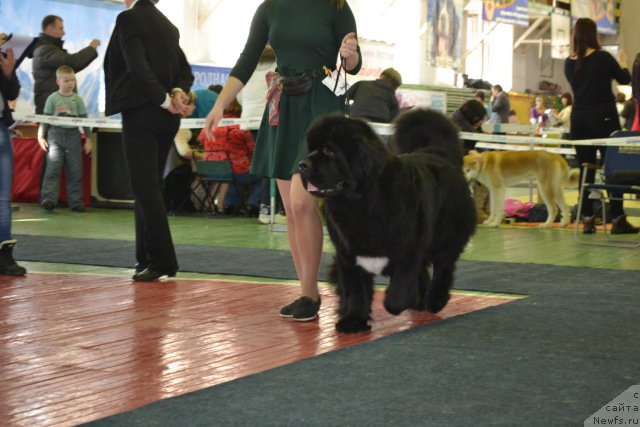 Фото: ньюфаундленд Sent Djons Zhirar Remi (Сент Джонс Жирар Реми)