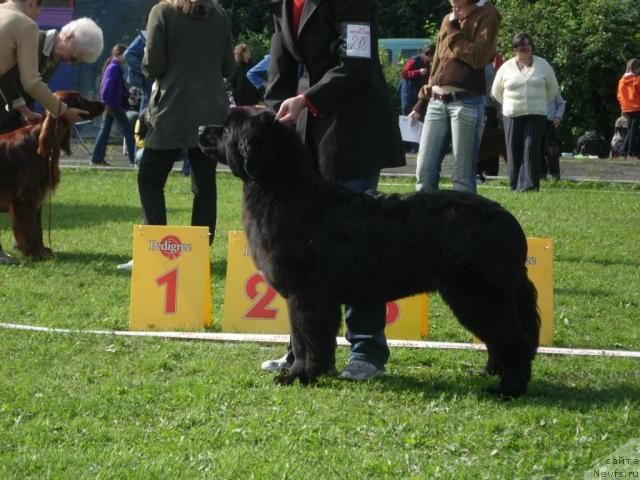 Фото: ньюфаундленд Lovebears Chip of Gold
