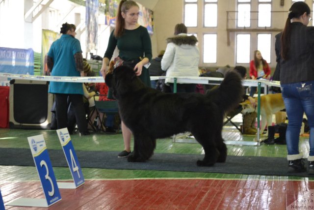 Фото: ньюфаундленд Sent Djons Zhirar Remi (Сент Джонс Жирар Реми)