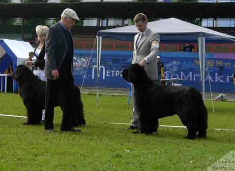 Фото: ньюфаундленд King of Helluland Valmont